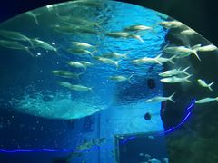 -北戴河圣蓝海洋公园