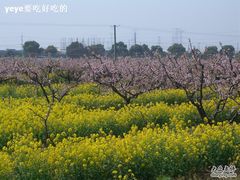 -南汇桃花村