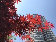 -新湖明珠城