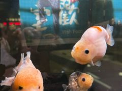 -華歡冰室-WahFoon(吉大店)