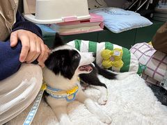 -帕帕拉兹宠物(亚洲旗舰店)