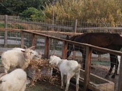 -前小桔亲子创意农场·草莓采摘·露营烧烤