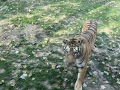 -北京野生动物园