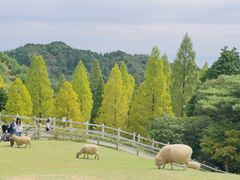 -神户市立六甲山牧场