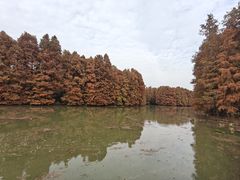 -上海海湾国家森林公园