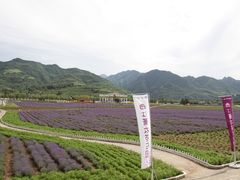 -曲江薰衣草庄园