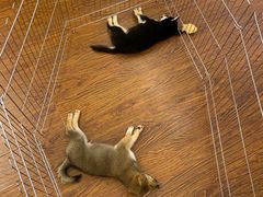 -豆柴町-柴犬主题狗咖(红鼎国际C座店)
