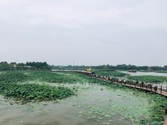 -白洋淀景区
