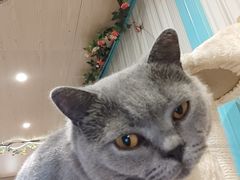 -猫小院猫主题咖啡厅(北锣店)