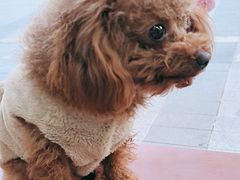 -艾贝尔宠物医院 ·内科全科(梁溪路店)