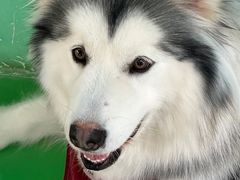 -Husky Go! 哈士奇体验馆·宠物咖啡厅狗咖