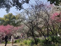 -苏州上方山国家森林公园