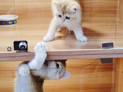 -猫十亿·布偶金渐层·曼基康矮脚猫舍(青年路店)