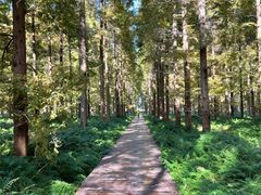 -黄海国家森林公园