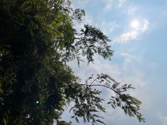 -日照海滨国家森林公园