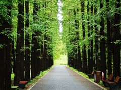 -东平国家森林公园