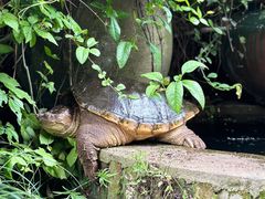 -野蔓果·山野菜(西湖景区·龙井茶田店)