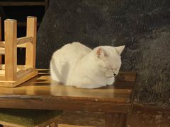 -猫猫幼稚园·撸猫·桌游·电玩