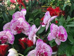 -秦美花卉(天朗·莱茵小城2期店)