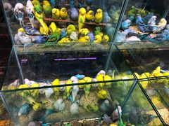 -青石桥花鸟鱼虫市场(叠翠城店)