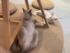 -Heymao猫咖.咖啡厅(东门店)