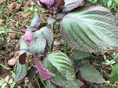 -岣嵝峰国家森林公园