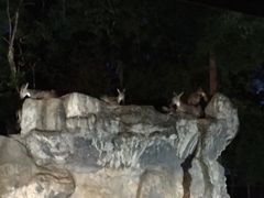 -清迈夜间动物园
