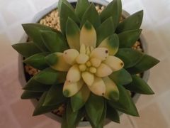 -万商花鸟市场