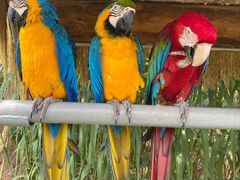 -西霞口神雕山野生动物世界