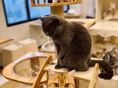 -有喵·猫咖·狗咖·30几只猫10只小狗(岗厦店)