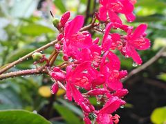-莲花山公园