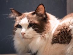 -猫在这儿猫咪咖啡馆·撸猫馆