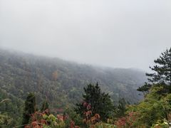 -玉苍山国家森林公园