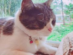 -海边的猫和咖啡馆