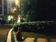 -碧桂园嘉誉