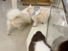 -共舞时光猫咖·狗咖(新街口店)