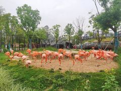 -武汉动物园