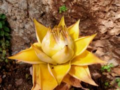 -丽江束河古镇-石莲古寺