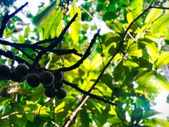 -中国科学院西双版纳热带植物园