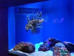 -上海海洋水族馆