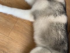 -Husky Go! 哈士奇体验馆·宠物咖啡厅狗咖