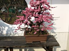 -香雪海