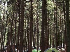 -重庆睡佛山森林公园