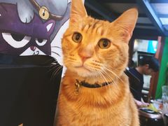 -李小姐の猫咖啡馆(五角场店)
