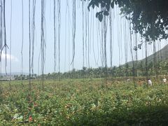 -亚龙湾国际玫瑰谷