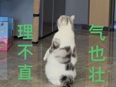 -立德动物医院·重症转诊·24H夜诊·CT·心脏彩超(顺德中心分院)