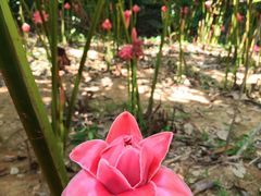 -中国科学院西双版纳热带植物园