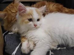 -平行世界·猫咖(首经贸店)