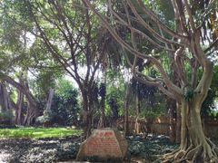 -瑞丽独树成林风景区