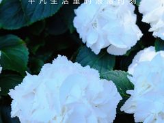 -上海滨江森林公园